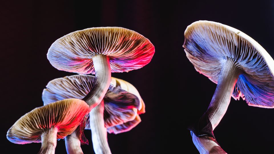 the Effects of Shrooms on the Brain and Body