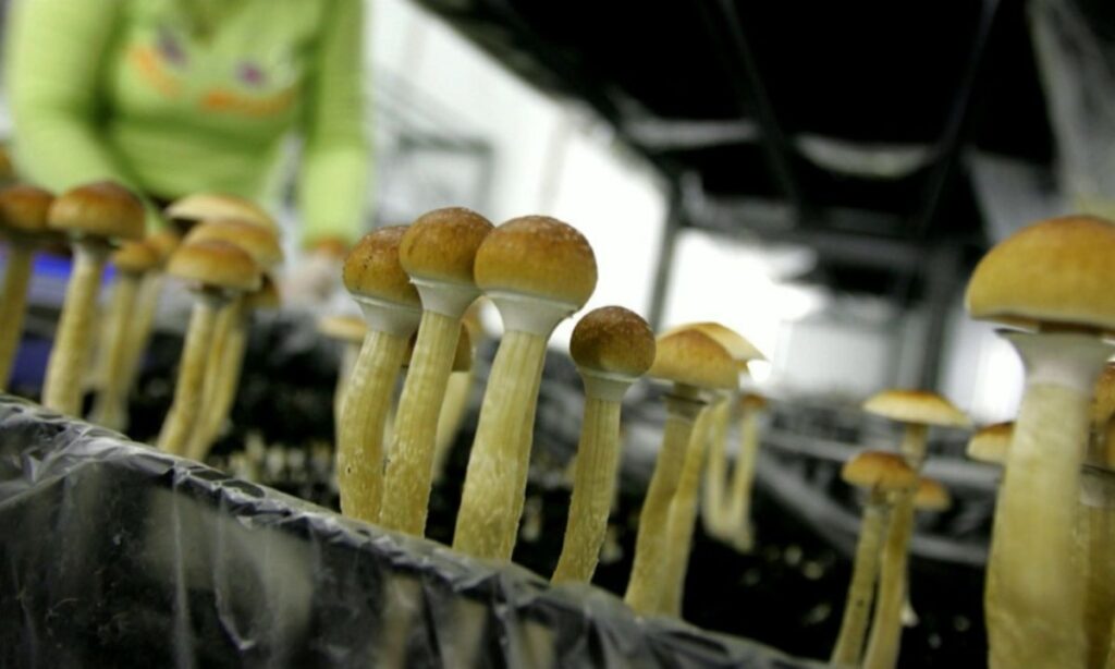 The Best Places To Find Mushrooms In Nova Scotia