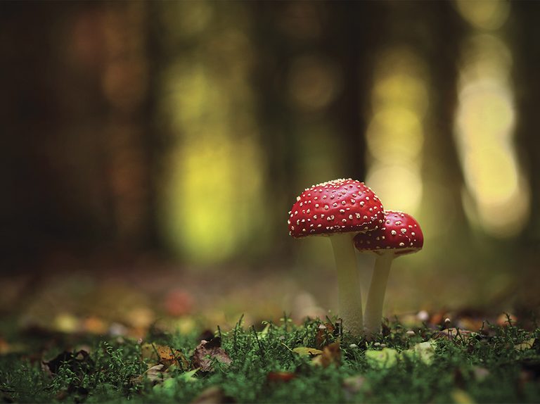 Why Nova Scotia is known for its diverse mushroom species