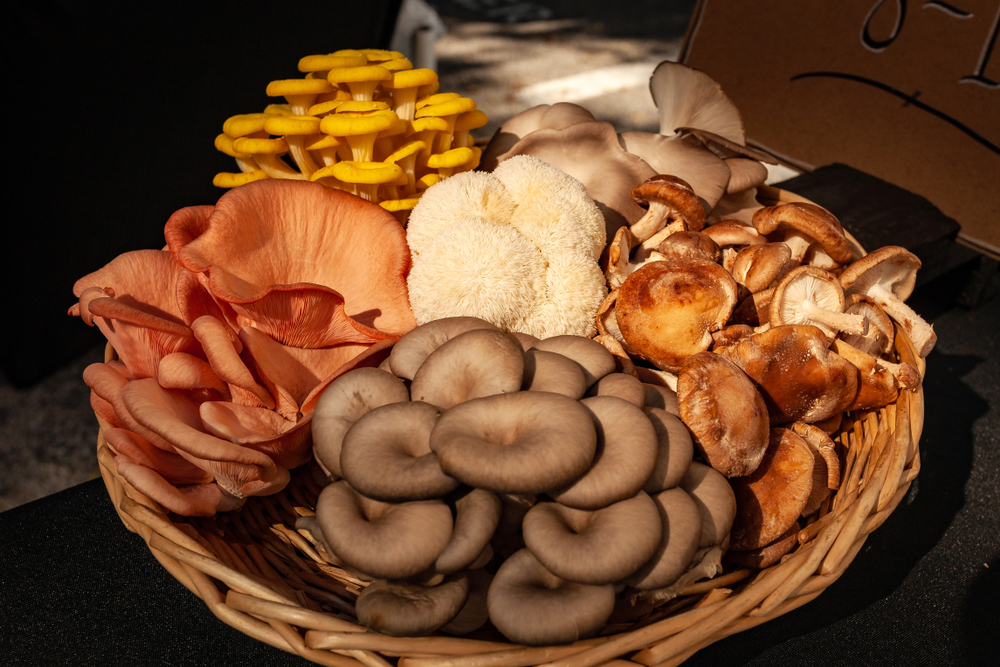 types mushroom in Canada