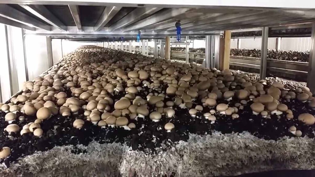 types mushroom is grown in Canada