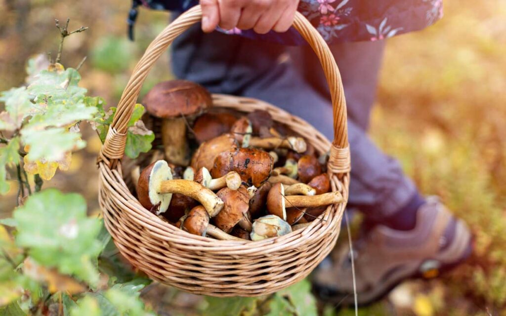The Mushroom Hunter's Year in Nova Scotia Seasonal Foraging Guide