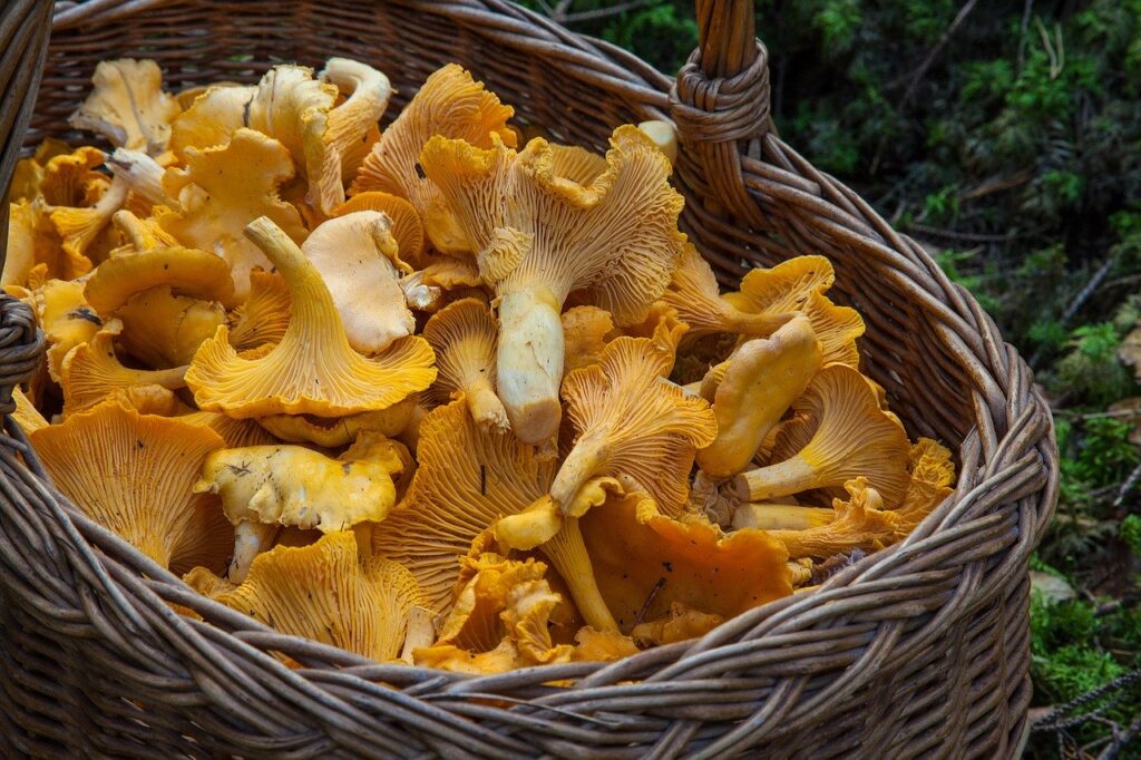 common mushrooms found in Nova Scotia