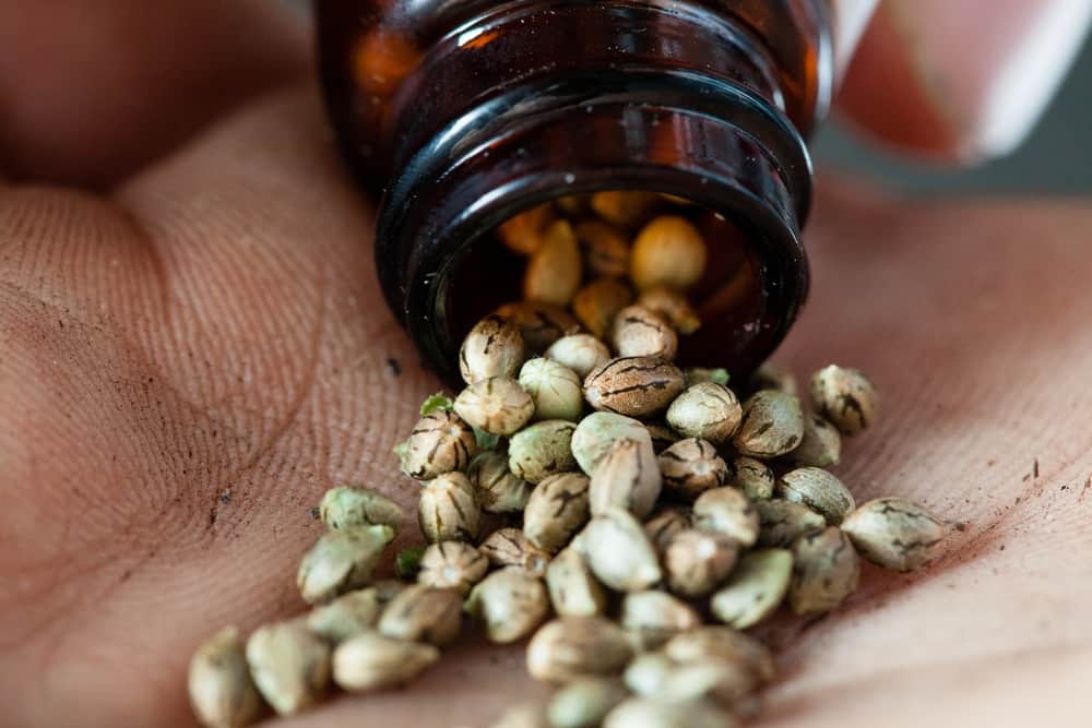 cannabis seeds

