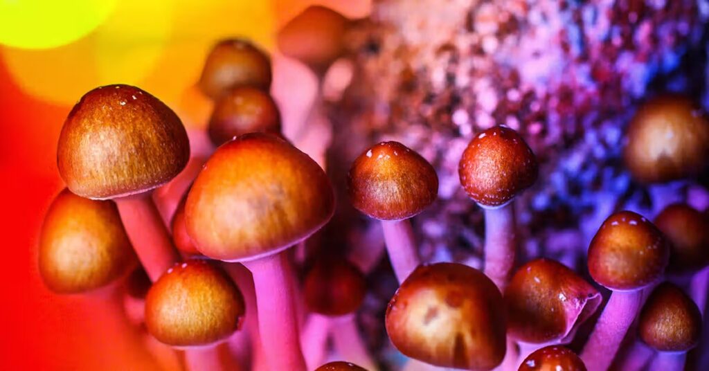 cbd mashroom
