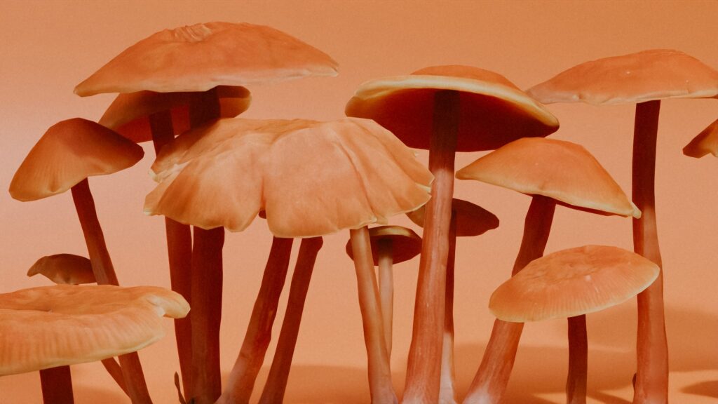 canada magic mashroom