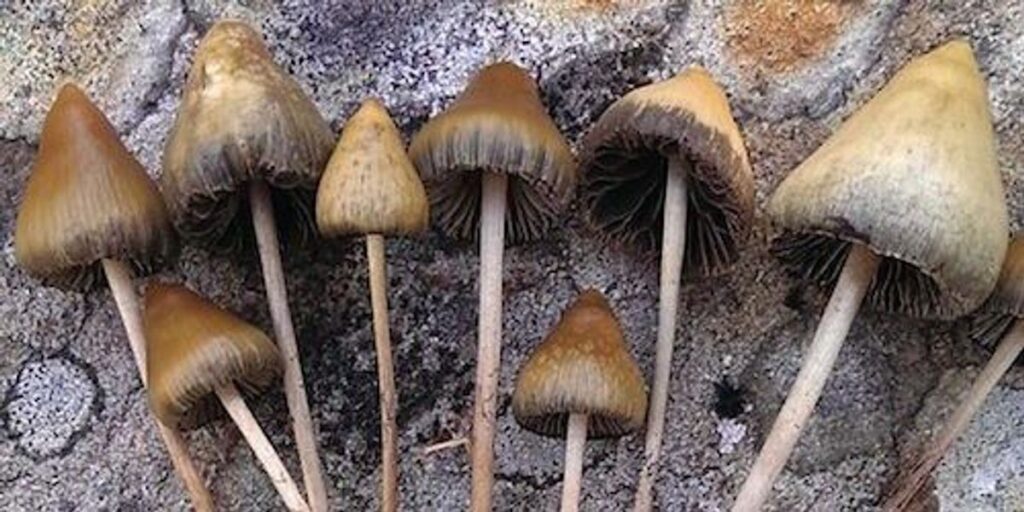 magic-mushroom-compound