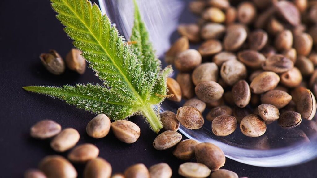 weed seeds for sale Featured