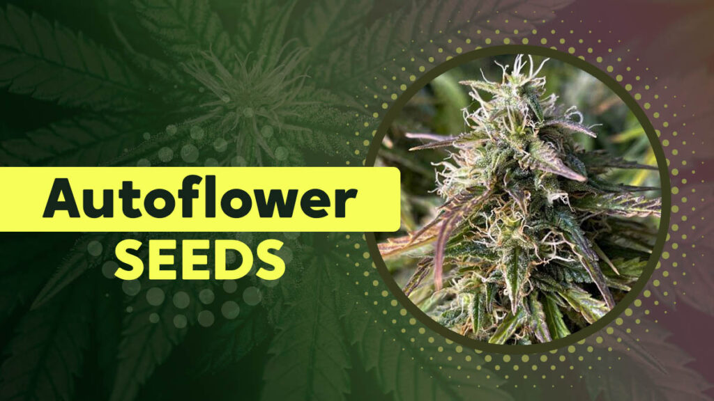Autoflower-Seeds (1)
