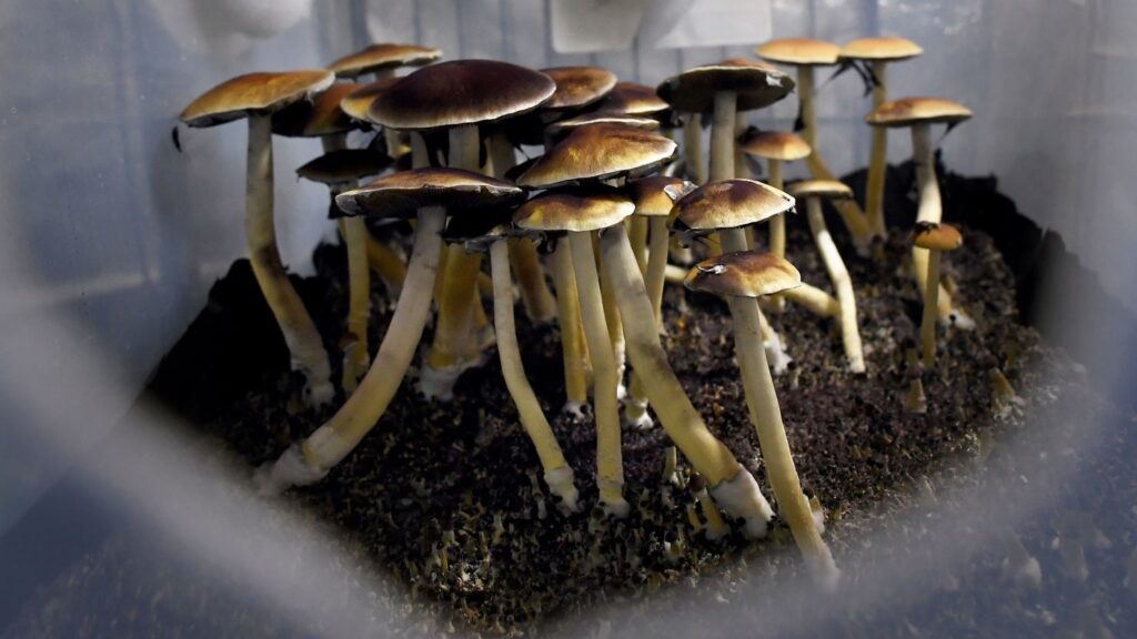 200806115710-01-psilocybin-mushrooms-file