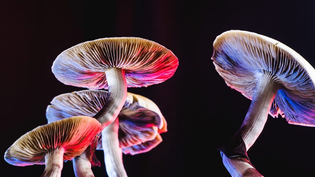 Magic Mushroom