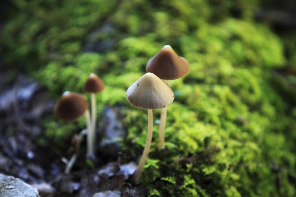 Magic Mushroom