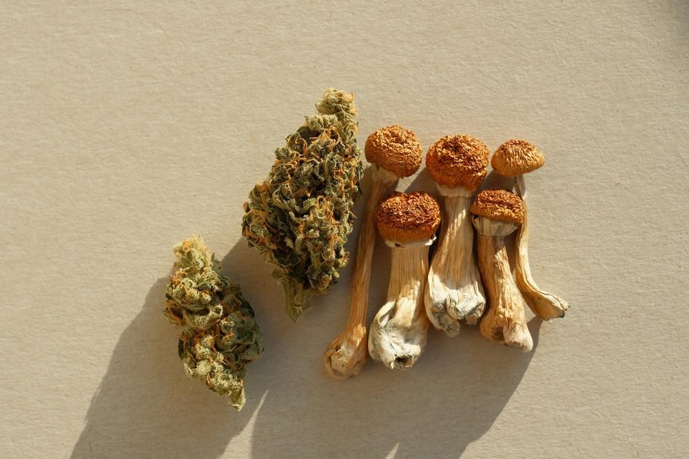 magic mushrooms vs cannabis