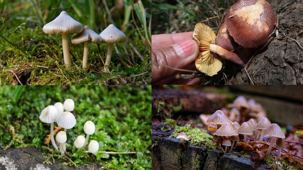 Types of Magic Mushrooms