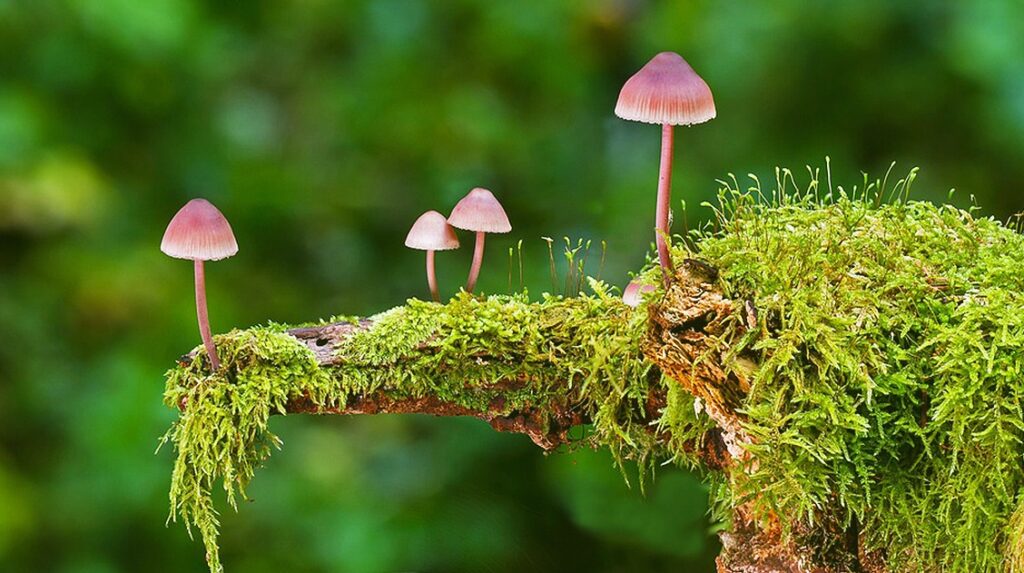 Psilocybin Mushrooms
