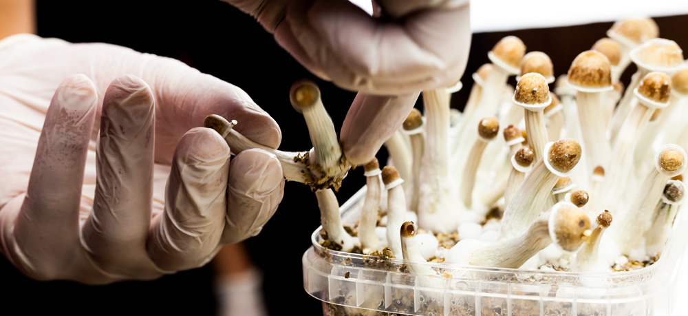 Exploring the Science Behind Psilocybin How It Affects the Brain