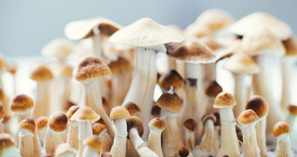 How Psilocybin Affects the Brain