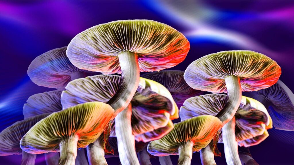Grow magic mushroom