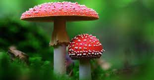 Magic mushroom retreat