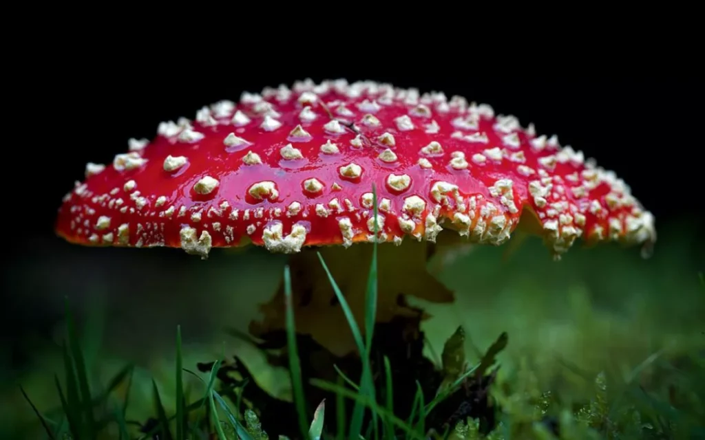 Magic mushroom retreats