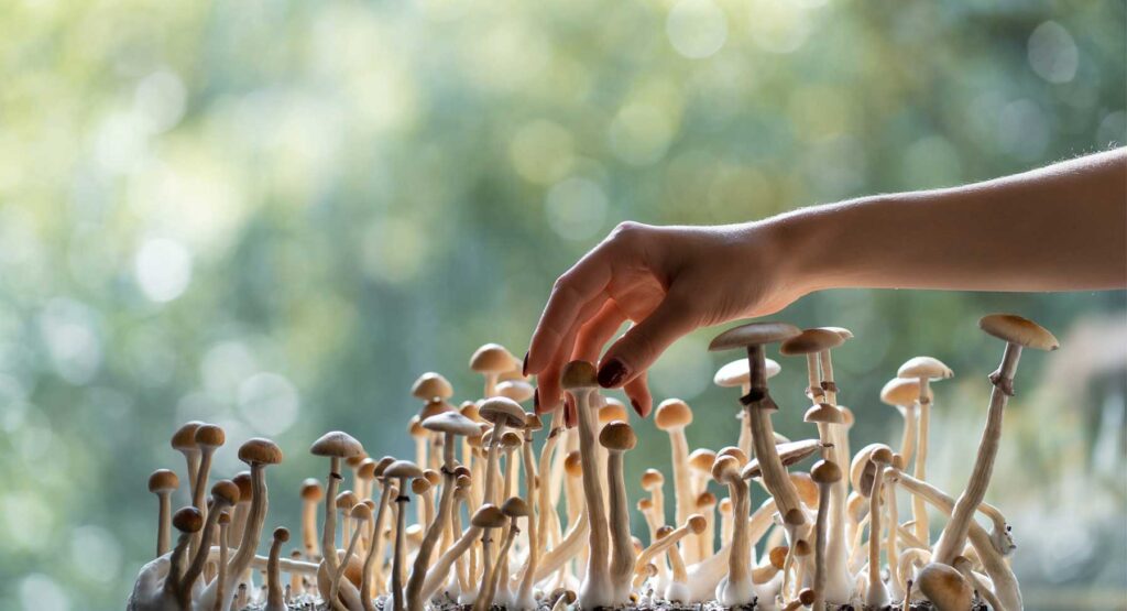 Magic mushroom and creativity