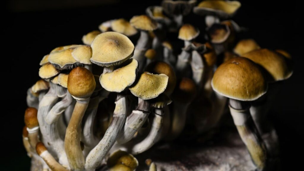 Popular Types of Functional Mushrooms