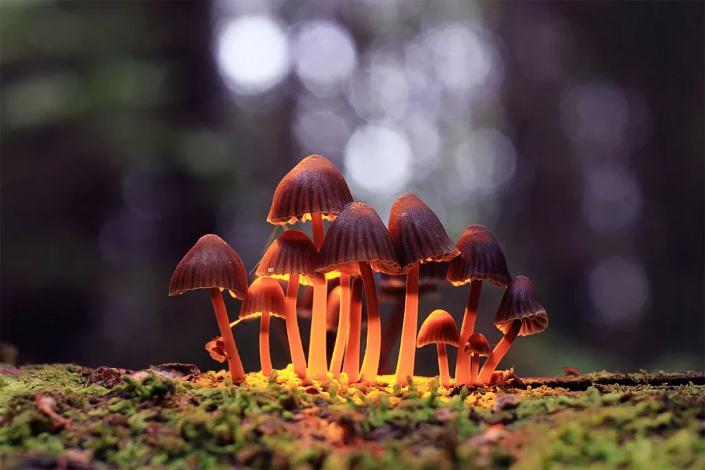 Strains Matter in the Magic Mushroom