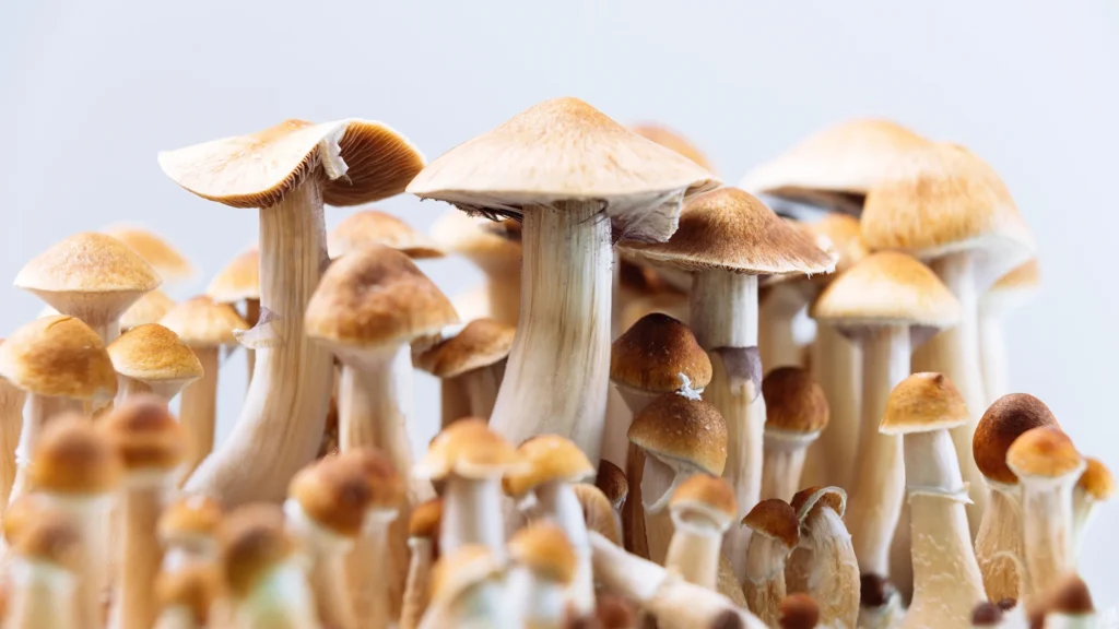 Strains Matter in the Magic Mushroom