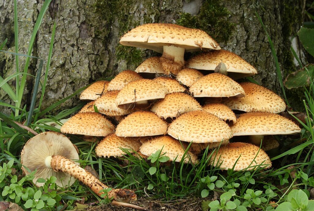 How to Store Shrooms Properly: Fresh, Dried, and Edibles