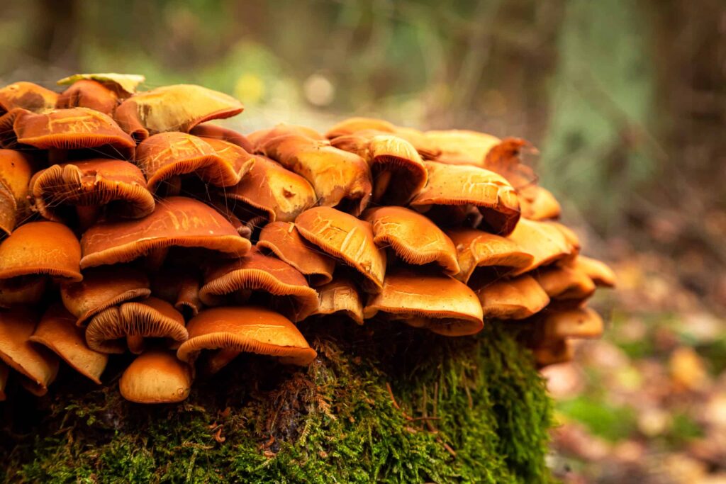How to Store Fresh Shrooms