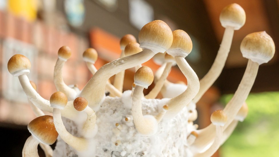 Magic Mushrooms Natural or Synthetic