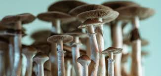 Magic Mushrooms Addictive