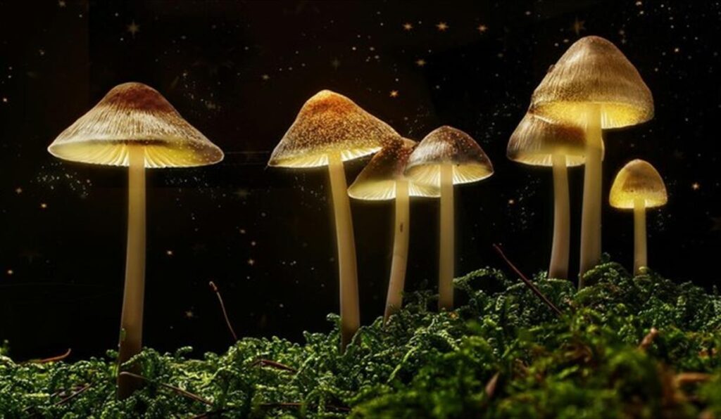 Psilocybin for Addiction Treatment