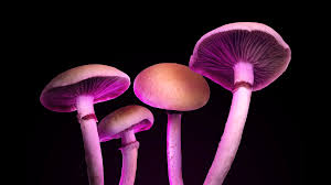 Psilocybin for Addiction Treatment
