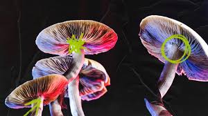 Risks and Side Effects of Psilocybin