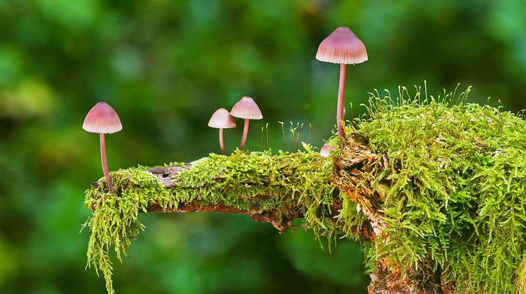 Neuroplasticity and Psilocybin